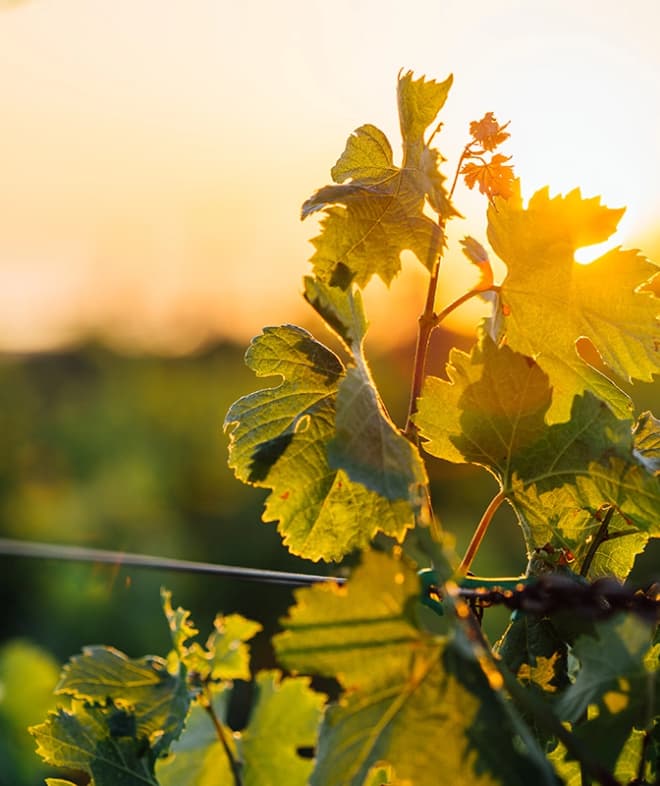 chavin-la-maison-notre-adn-vigne