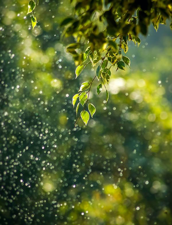 PHOTO_PAGE_PRODUIT_GREENIA_1